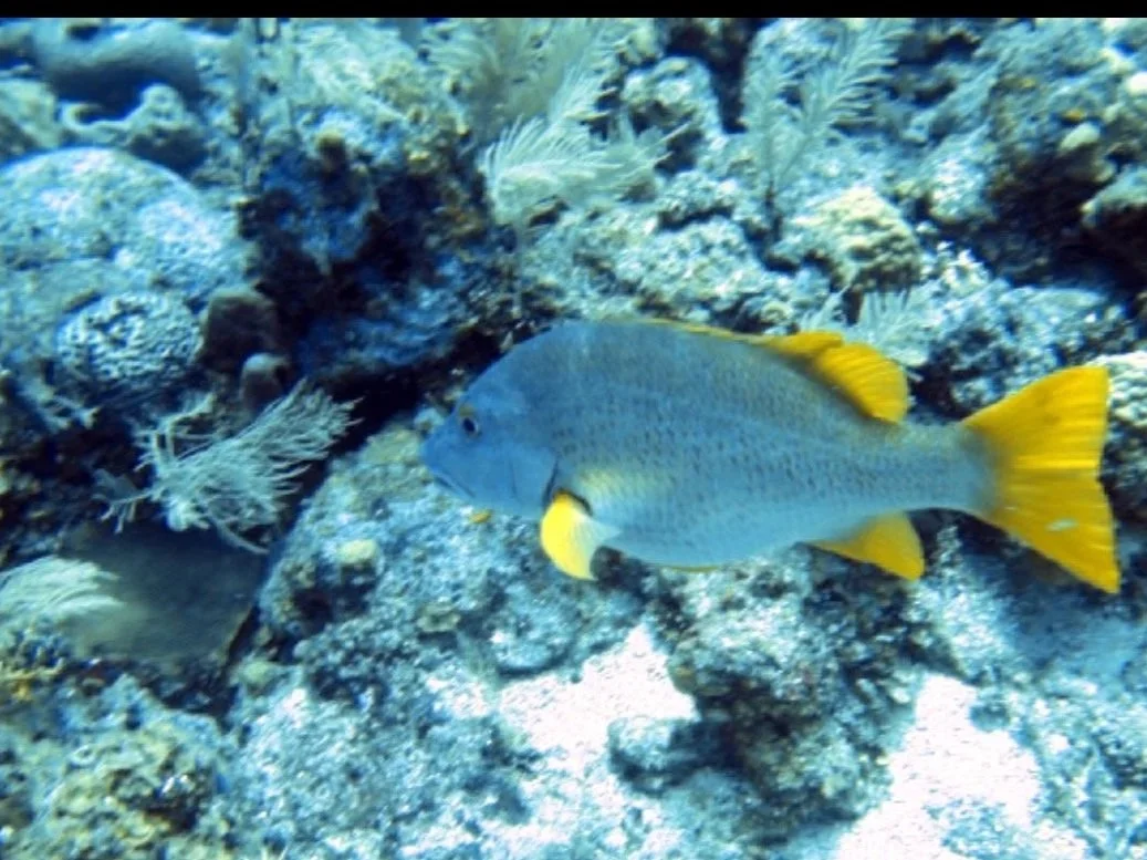 A yellow and gray fish swimming near coral and rocks underwater.