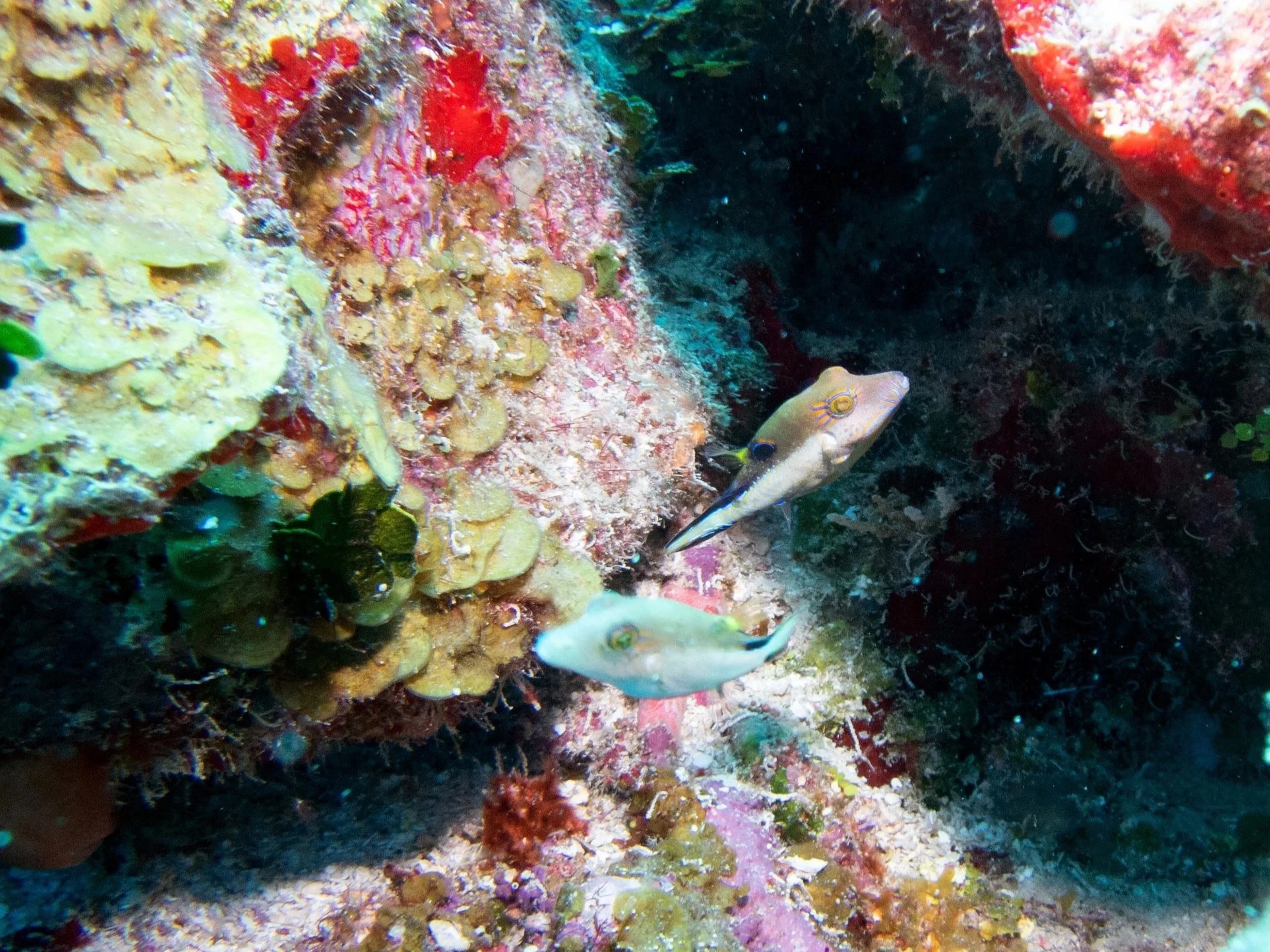 Underwater scene showing colorful coral reef with two small fish swimming near the coral.