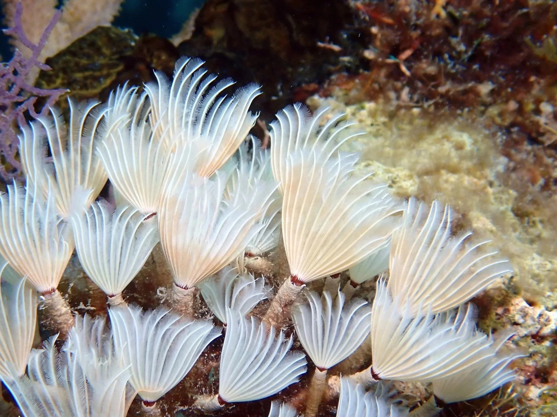 Cluster of white tube-like sea anemones with dark tips on a reef.