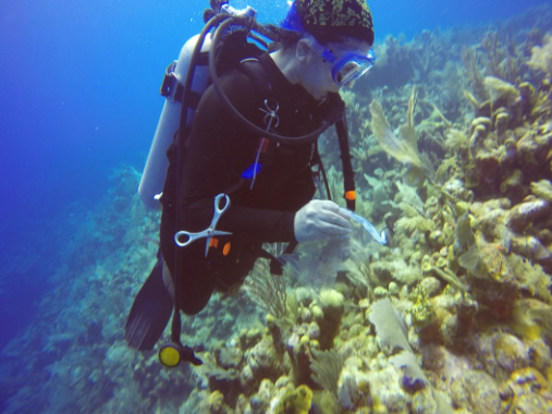 A scuba diver exploring a vibrant coral reef underwater.