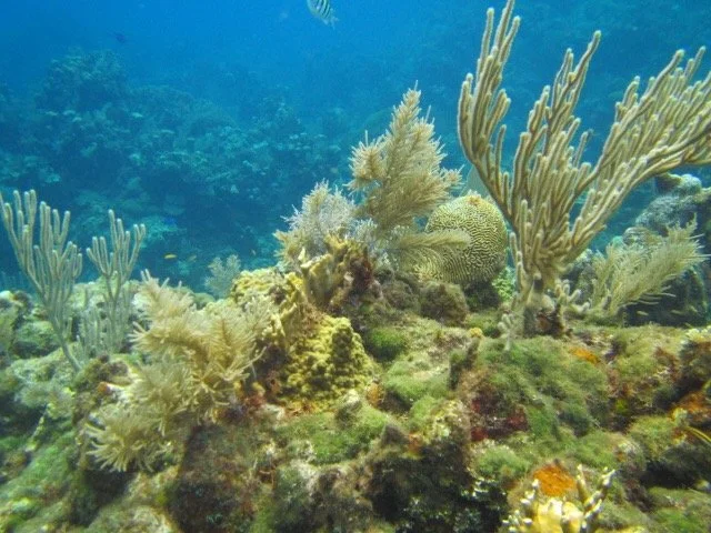 Underwater coral reef with various corals and marine plants, and small schooling fish in the background.
