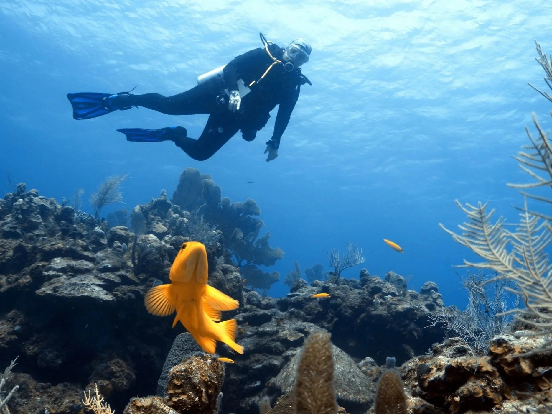 An underwater scene with a scuba diver swimming above coral and fish, including a large yellow fish in the foreground, underwater plants, and a blue ocean background.