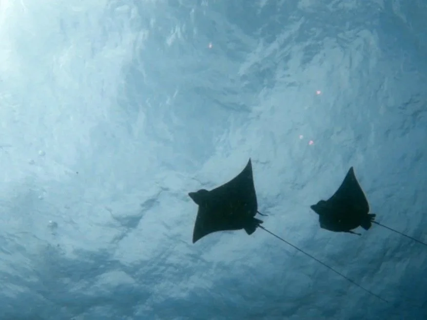 Two manta rays swimming in the ocean