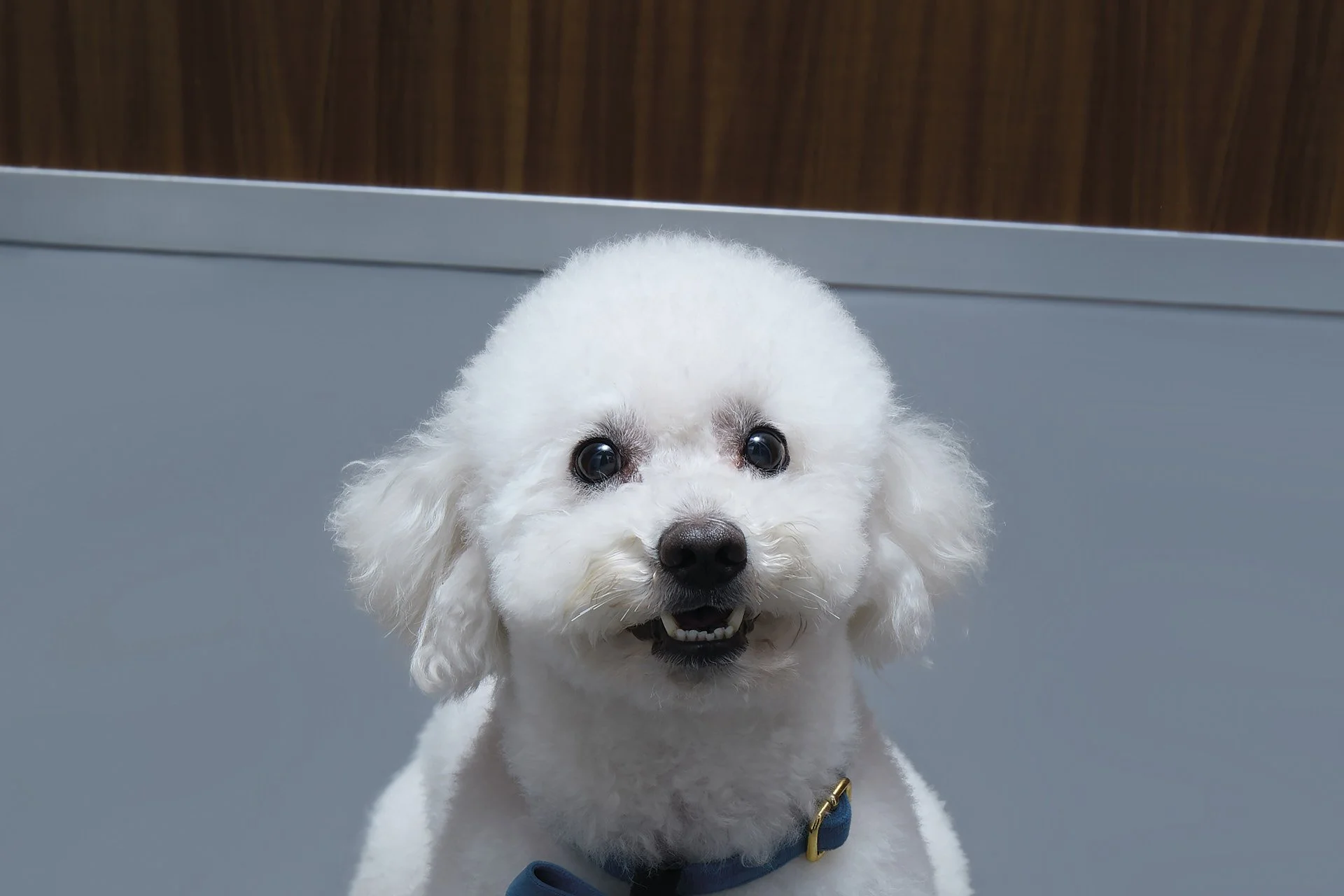 Ascensor Sara Bravo 1.jpg