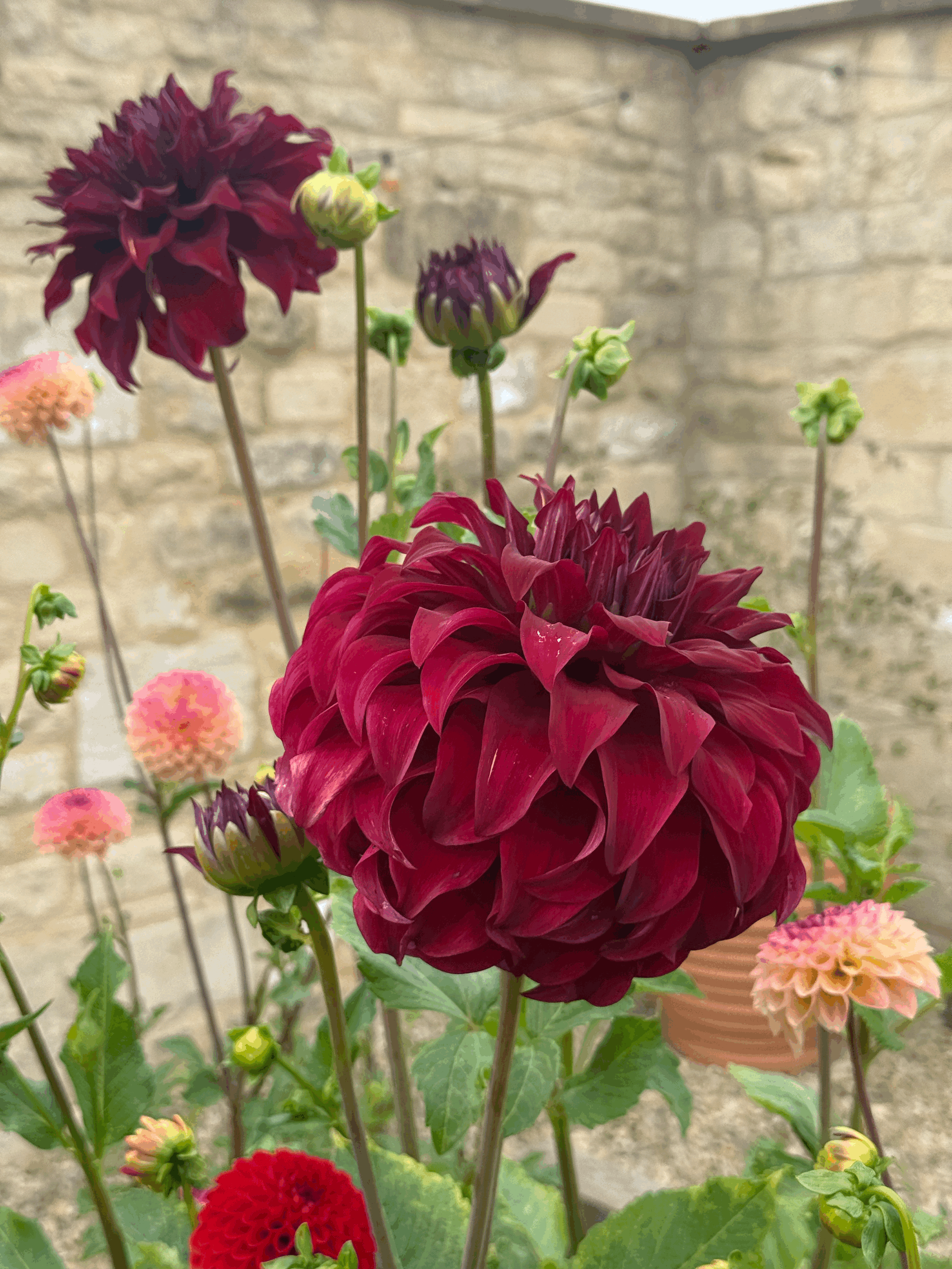 3 plants we’re obsessed with right now