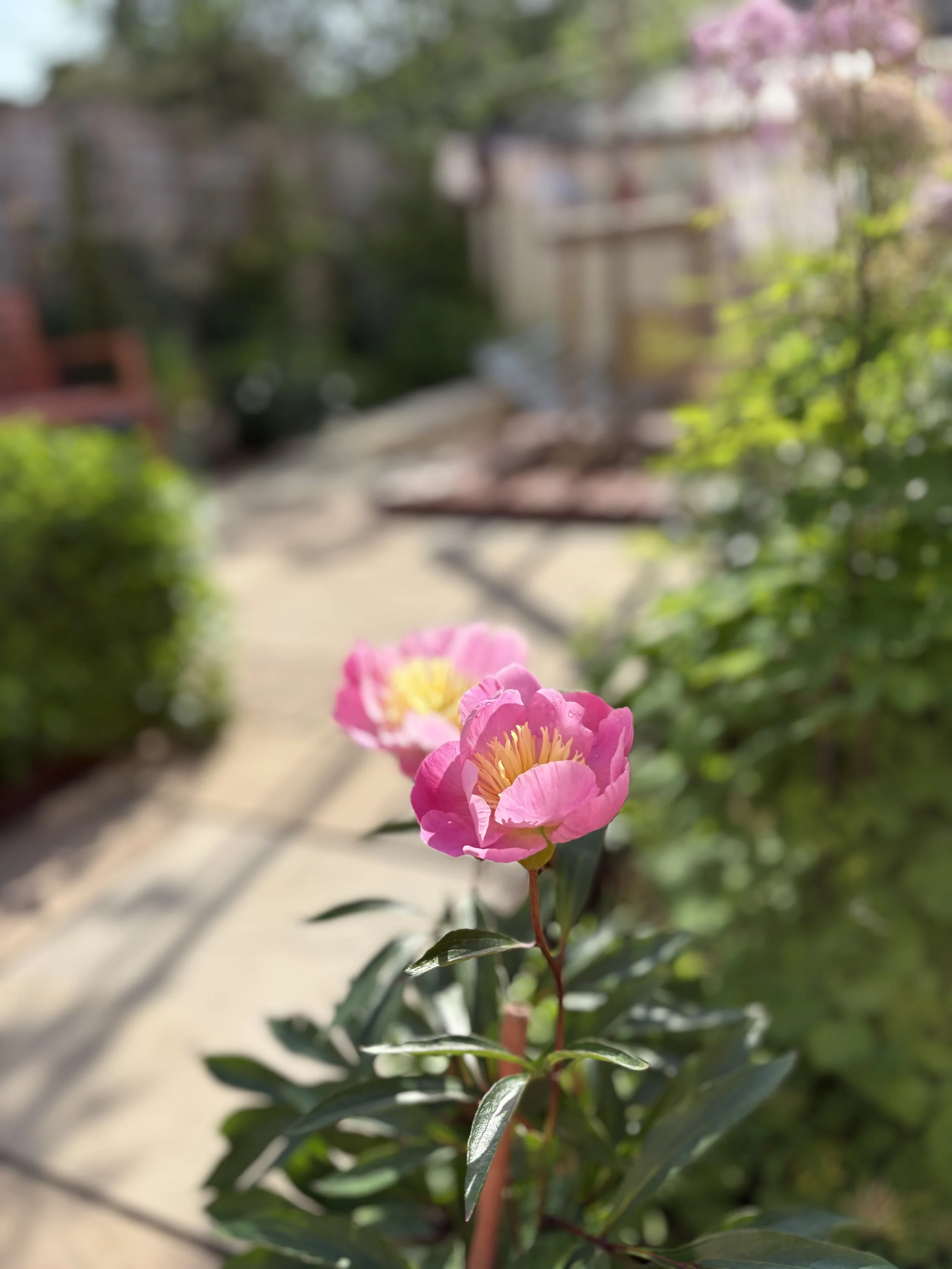 IMG_2059.jpeg