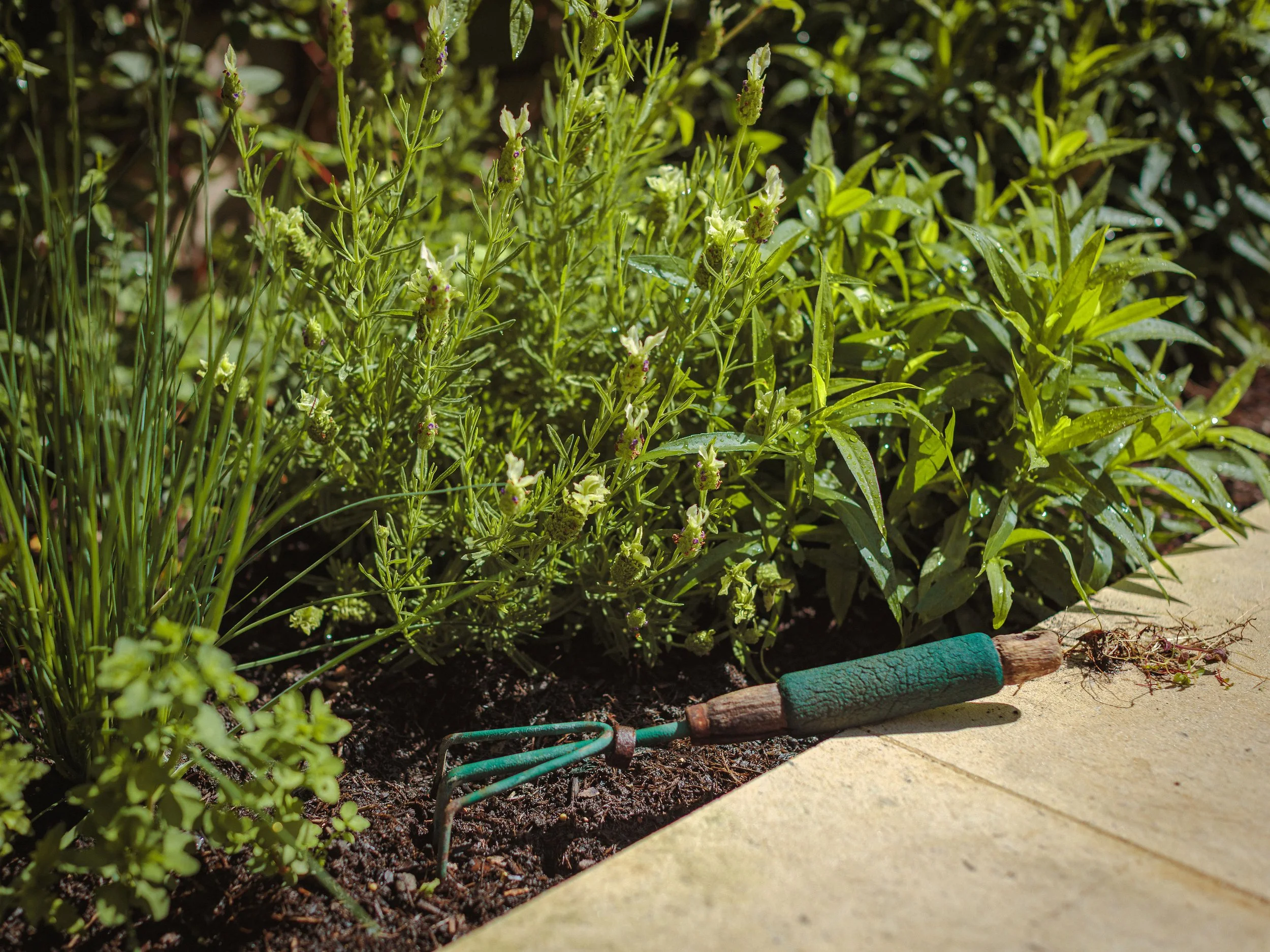 Young plants thriving in the sheltered, sunny position