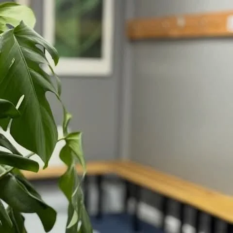 Close-up of a large green monstera plant inside a room with gray walls and wooden furniture.