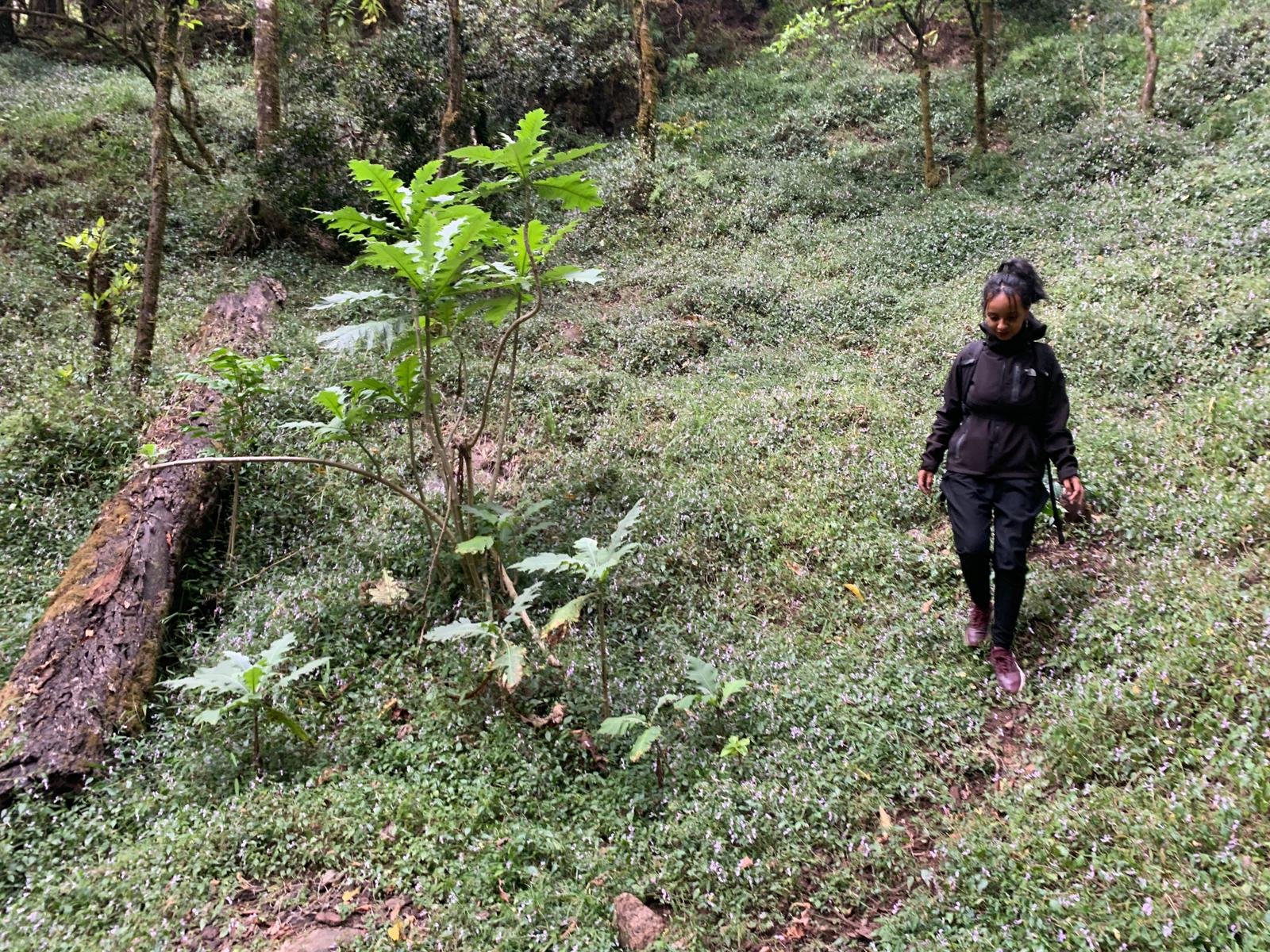 A woman walking on a narrow dirt path through a lush green forest with dense foliage and a fallen tree on the left side.