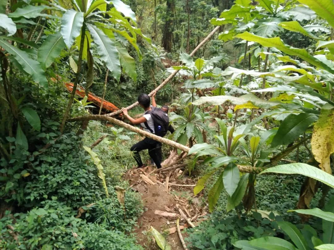 Person with backpack navigating through dense jungle, holding onto a fallen tree branch for support.