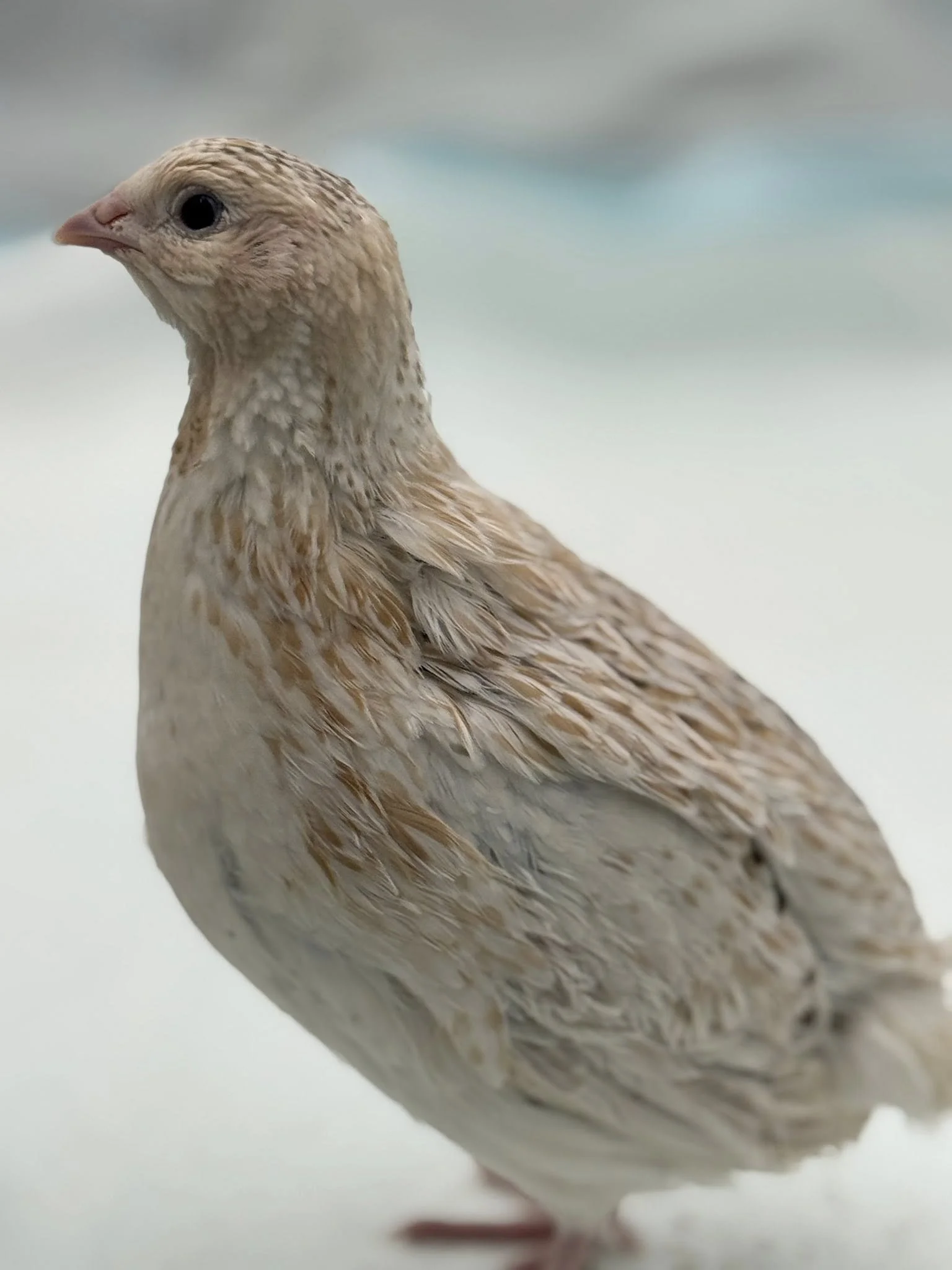 Cinnamon