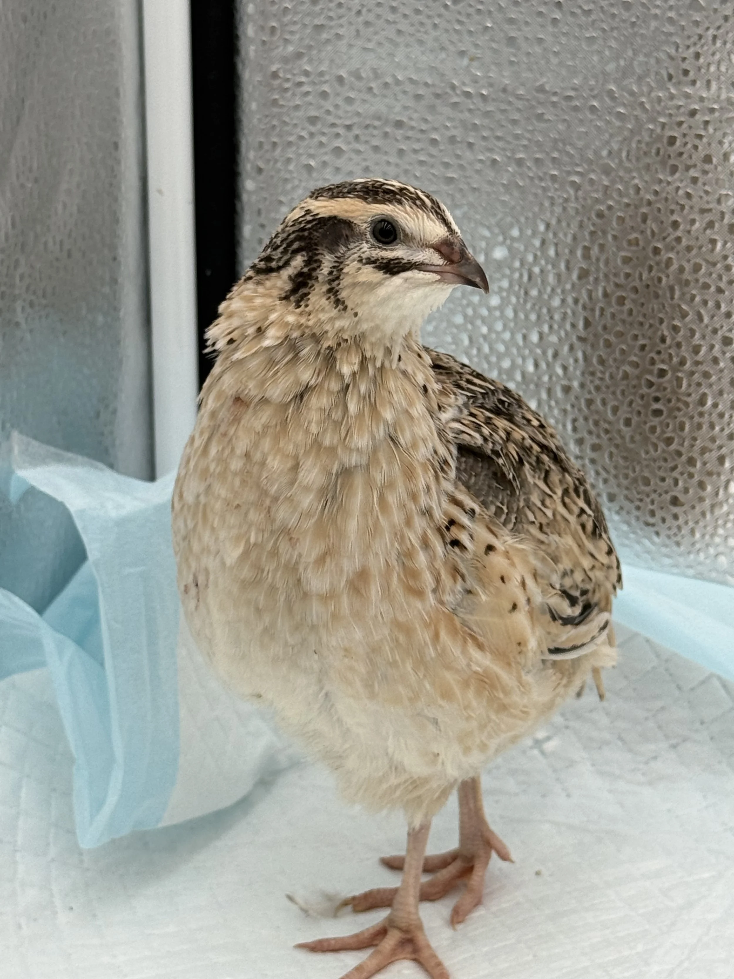 Calico Coturnix Quail Mix