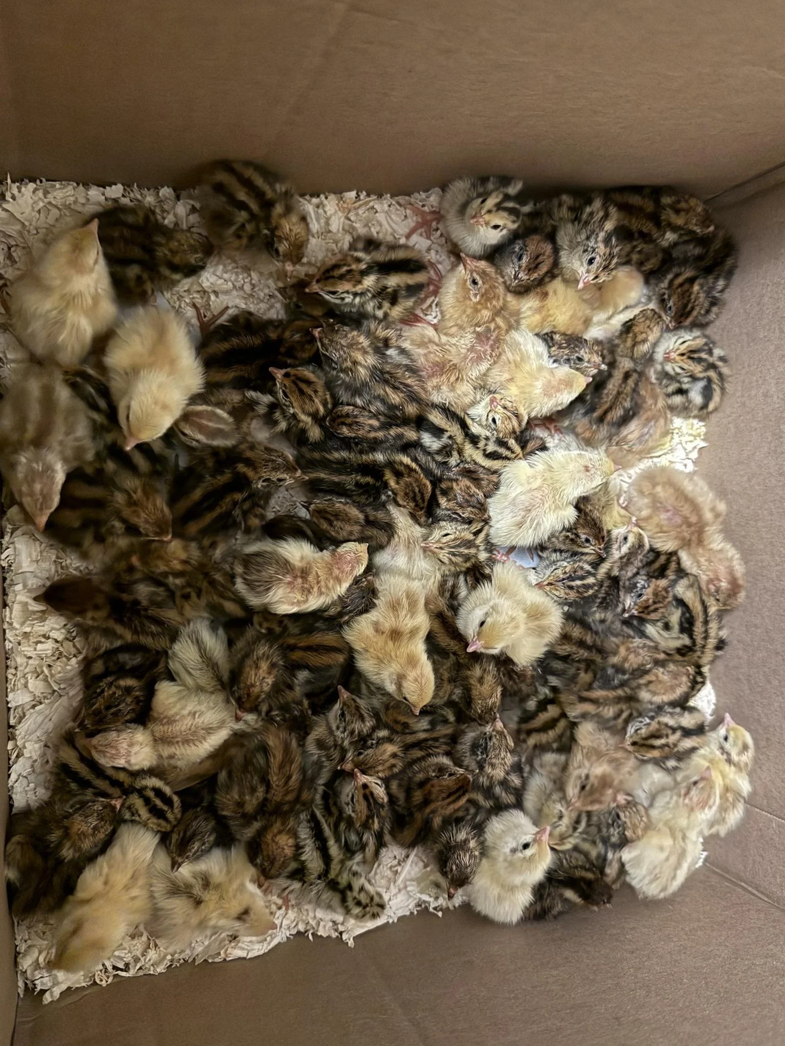 Chick Preorder!