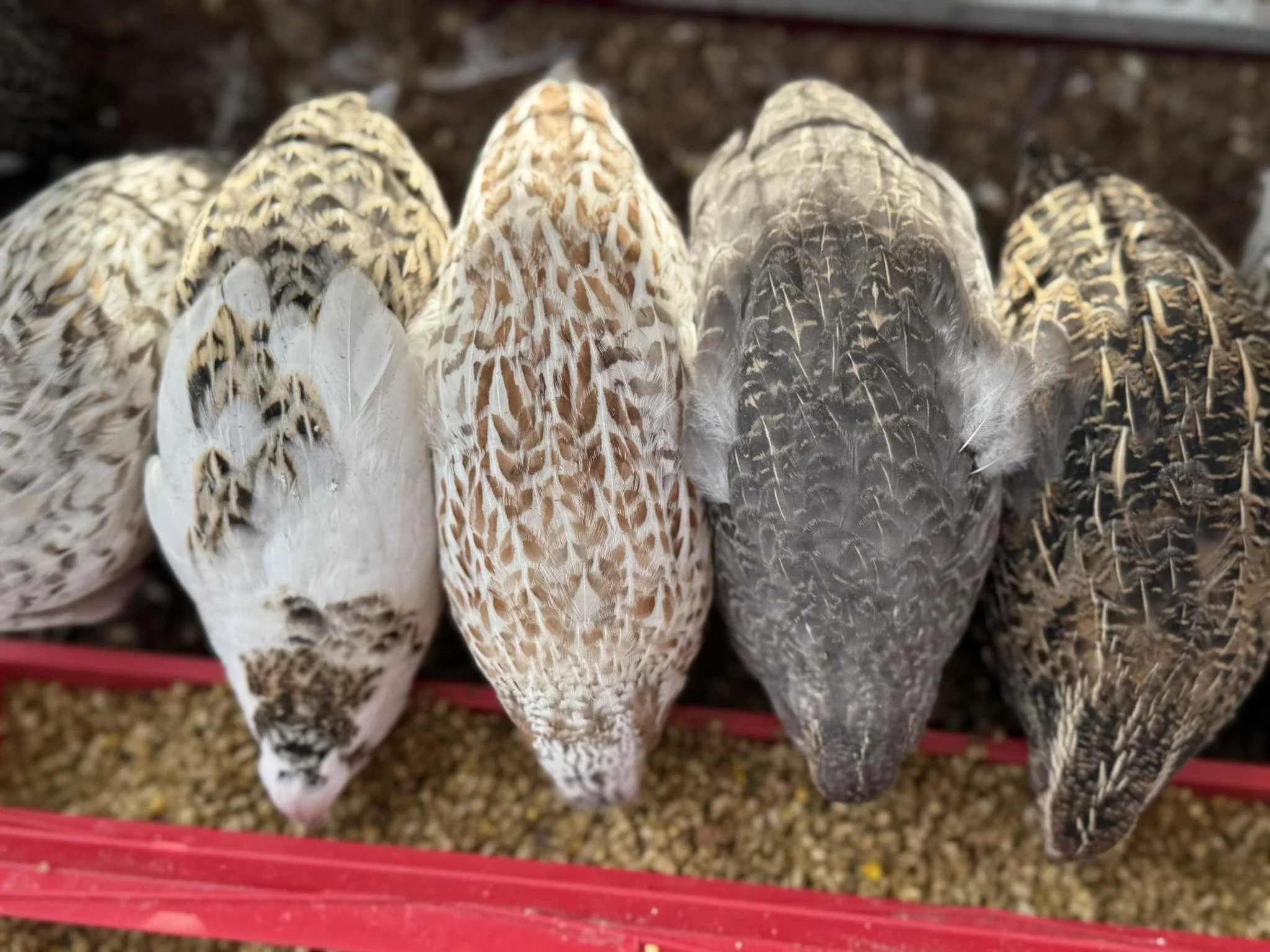 Close-up of several quails with patterned feathers, eating at a food trough.