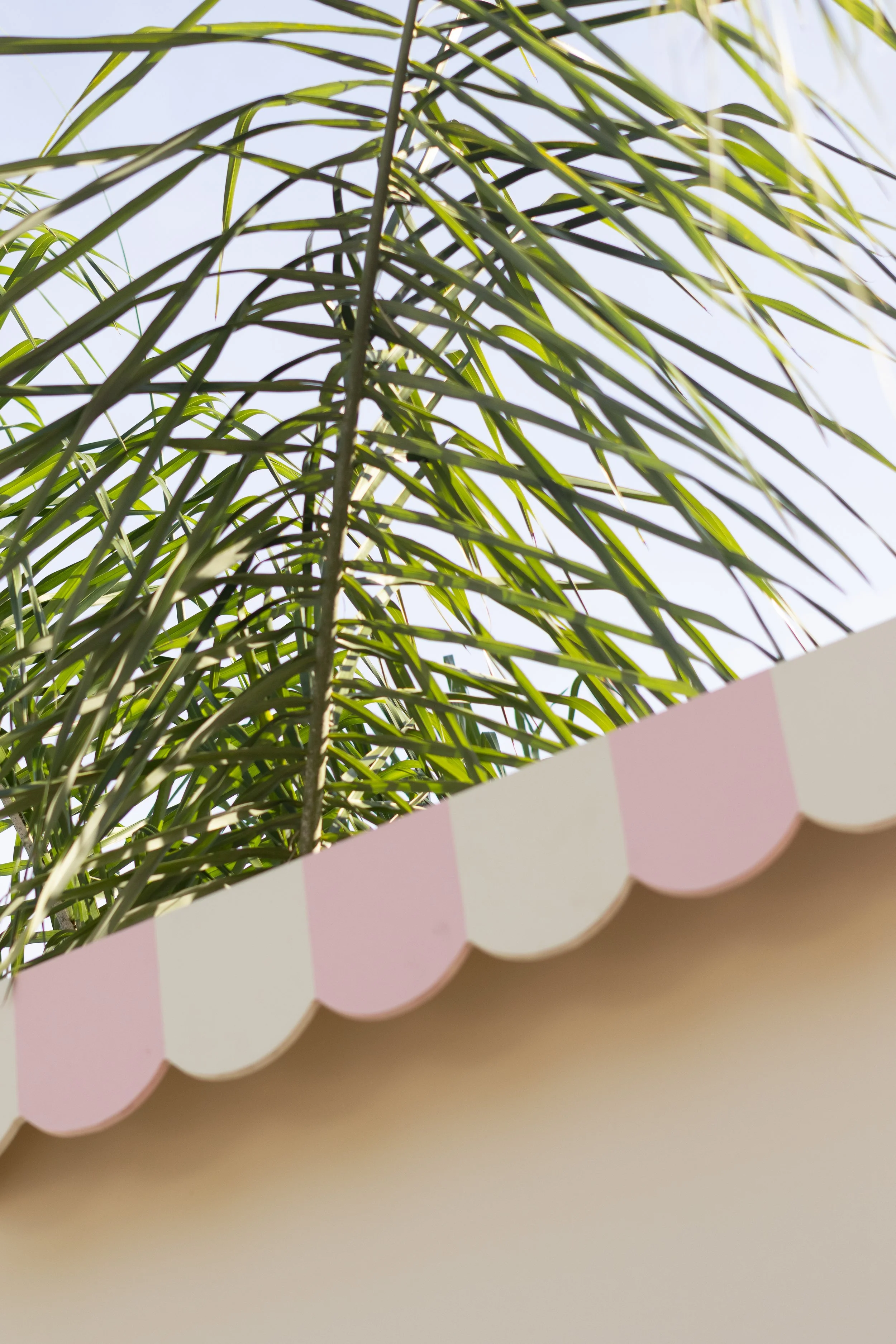 Backdrop with pink white stripes and palm trees