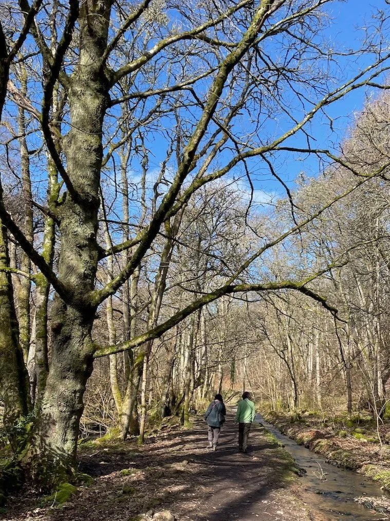 Two people walking on a forest trail with a small stream on the side, surrounded by leafless trees on a sunny day.