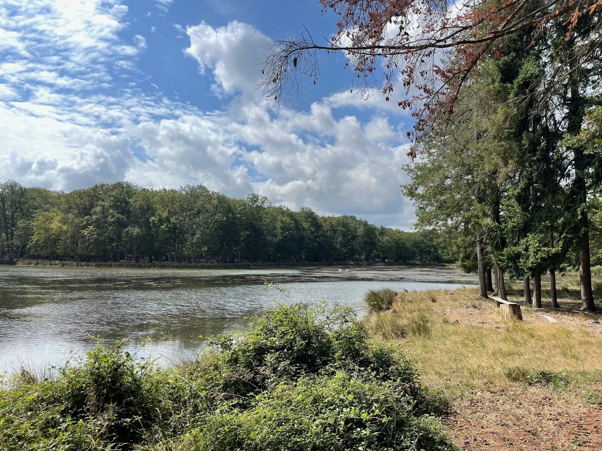A river flowing through a forested area with trees on the riverbank and a partly cloudy sky above.