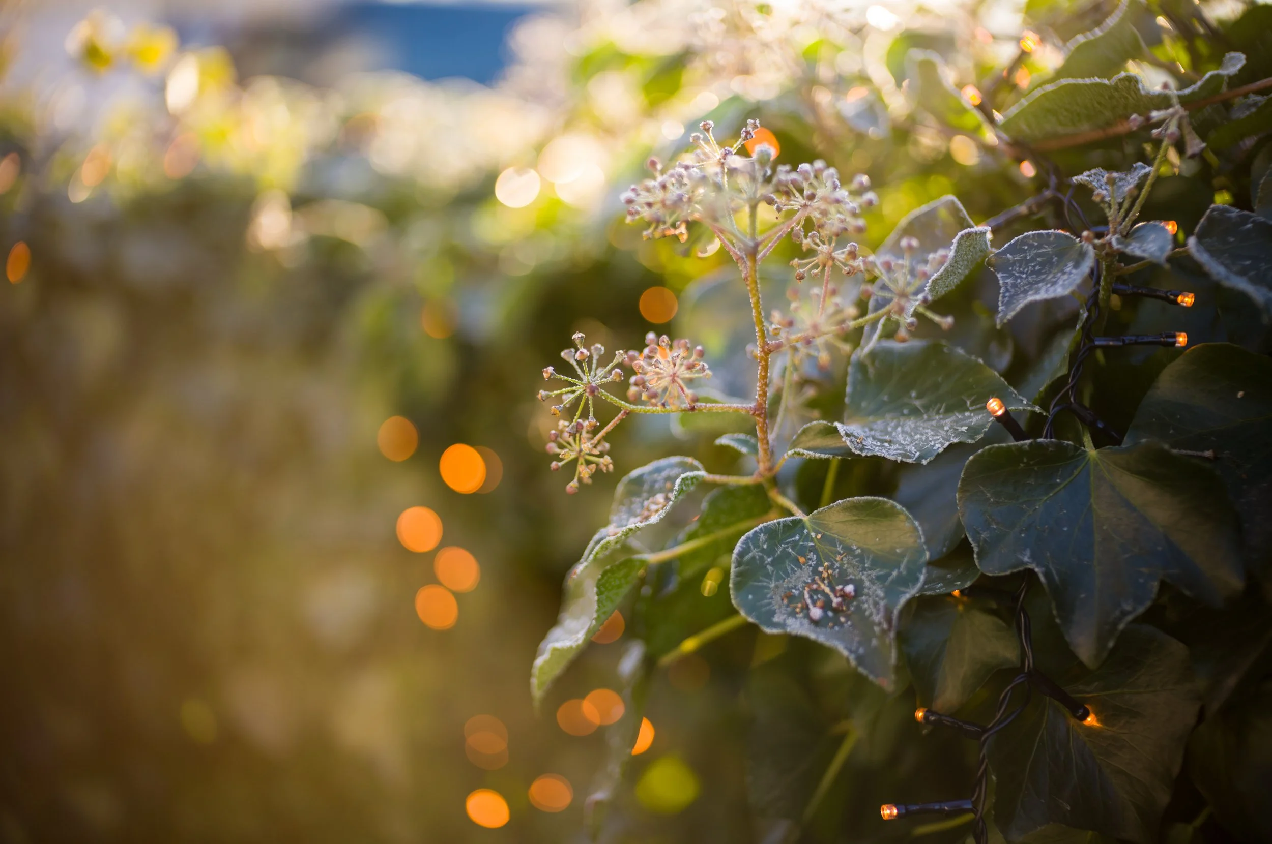 35mm Noctilux 1.2 avec le M11-P // 800 ISO, f1.2, 1/800 ©Janina Von Rueden