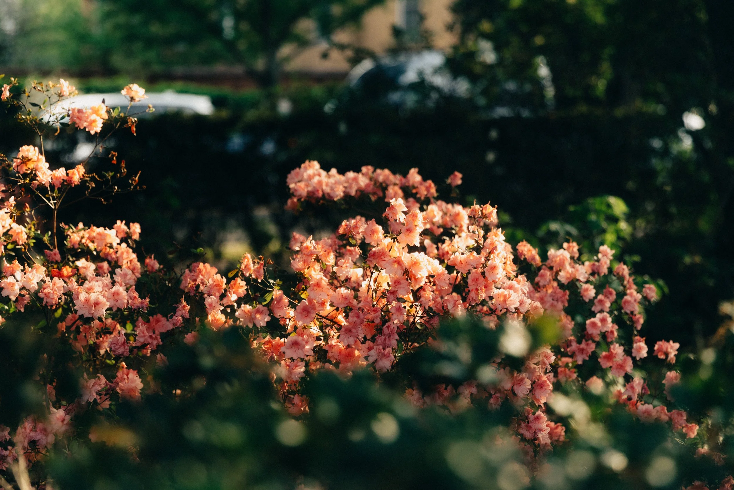 Pink flowering shrub in a garden with blurred green foliage and parked cars in the background.