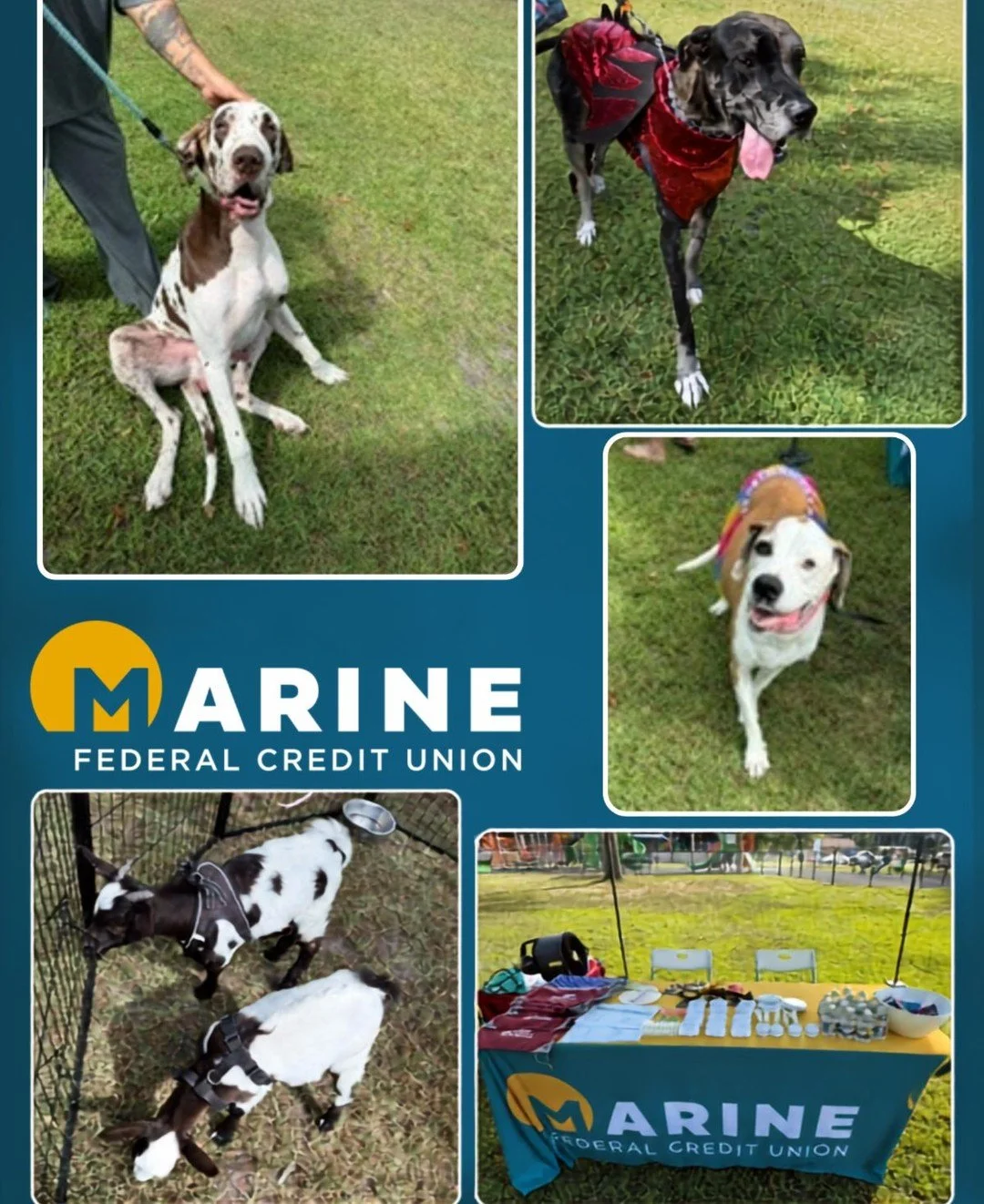 🐾💙 We had so much fun at Wallace's Annual Pet Day in the Park on Saturday! Thank you to everyone who stopped by our booth, shared photos of their furry friends, and spent the day with us. We loved being part of such a wonderful community event and 