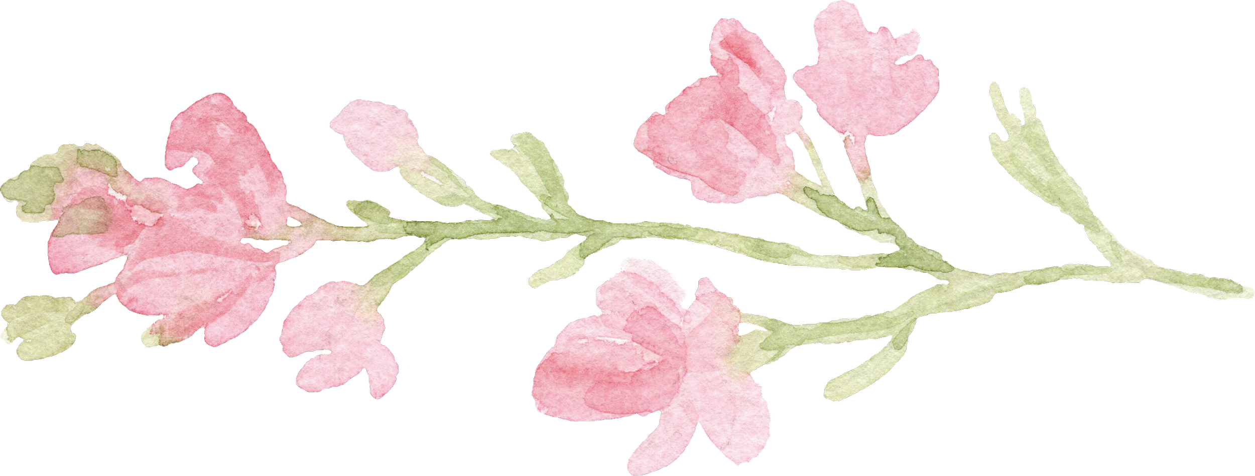 Watercolor illustration of a pink flower branch with multiple blossoms and buds.