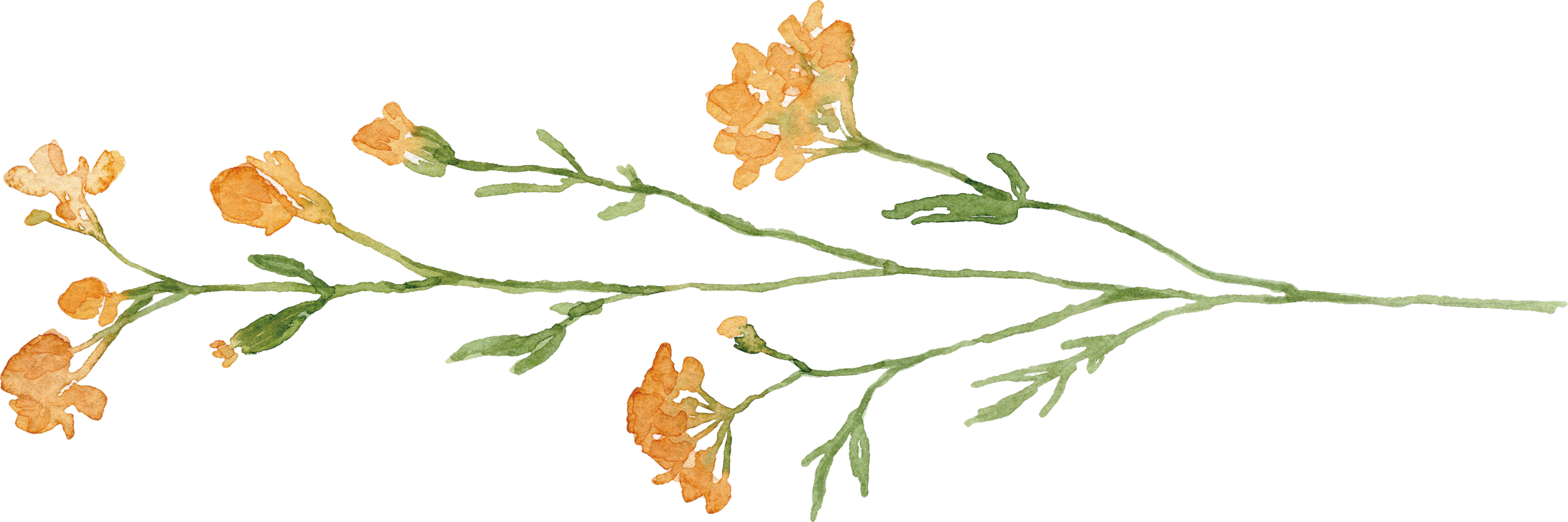 Watercolor illustration of a plant with orange flowers and green stems and leaves.