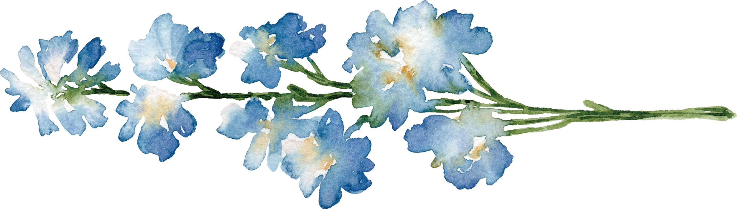 Watercolor illustration of a blue flowering plant with multiple small flowers on a green stem.
