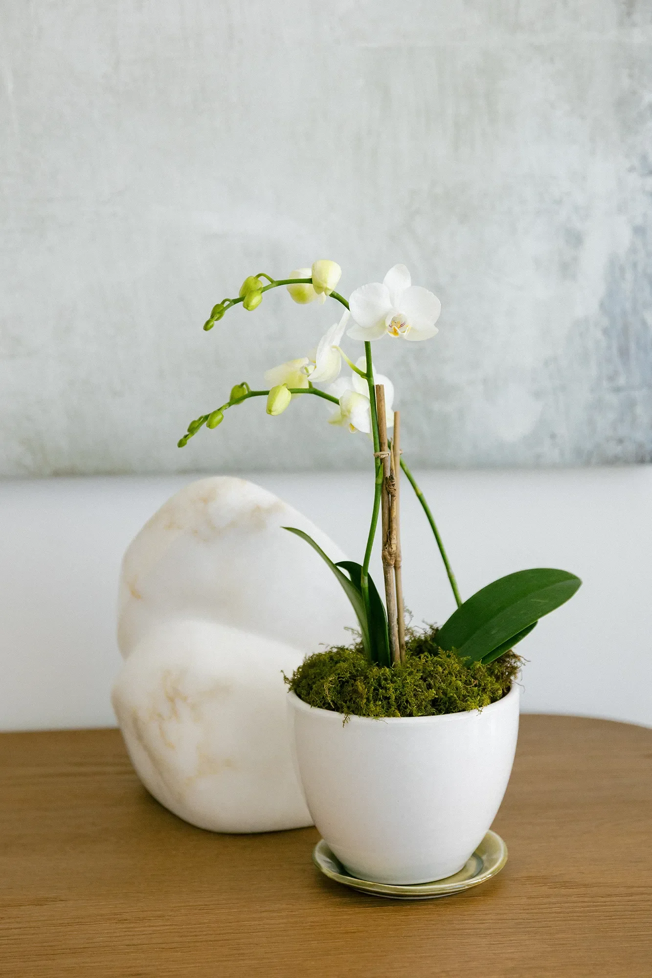 Potted orchid plant and stone sculpture on a wood desk