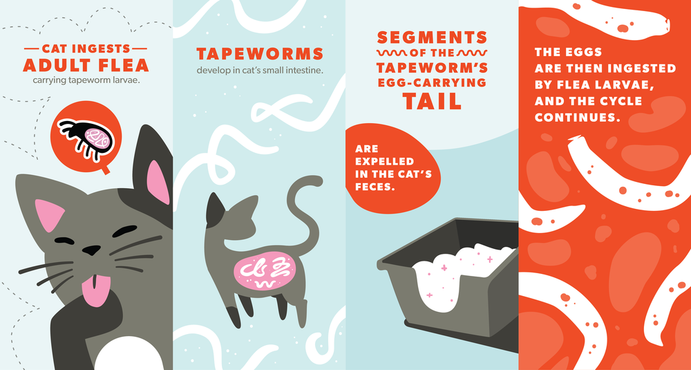 Cat+Tapeworm-01.webp