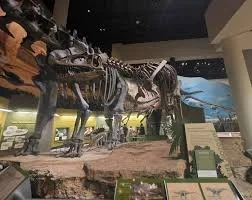 Large dinosaur like fossils standing in a museum