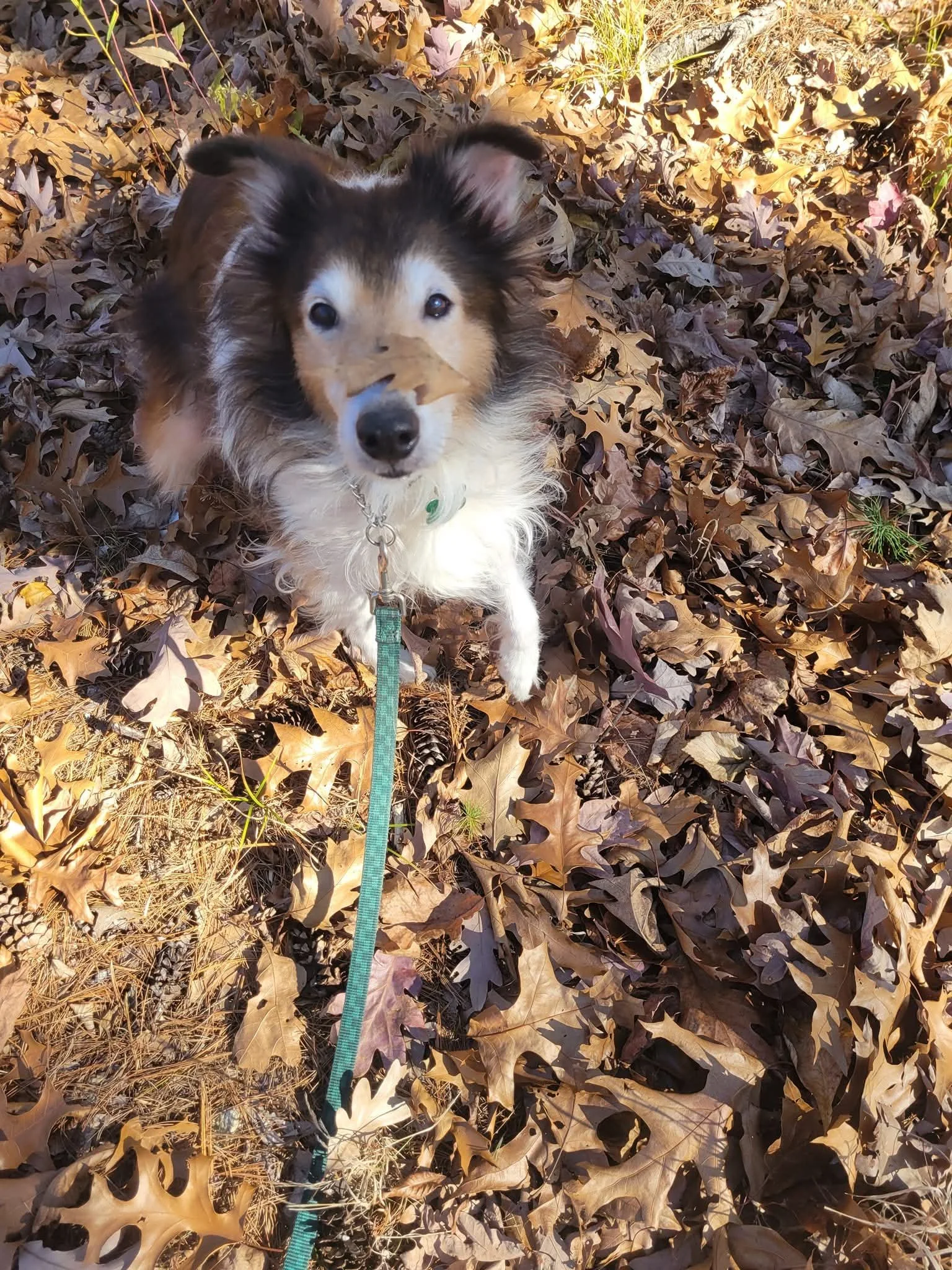 Walk and Drop In Services - Prices Vary_