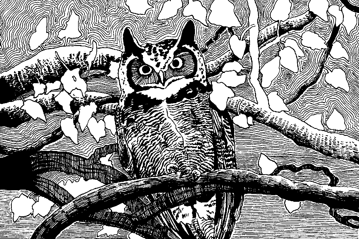 Black and white line drawing of an owl perched on a tree branch surrounded by leaves.