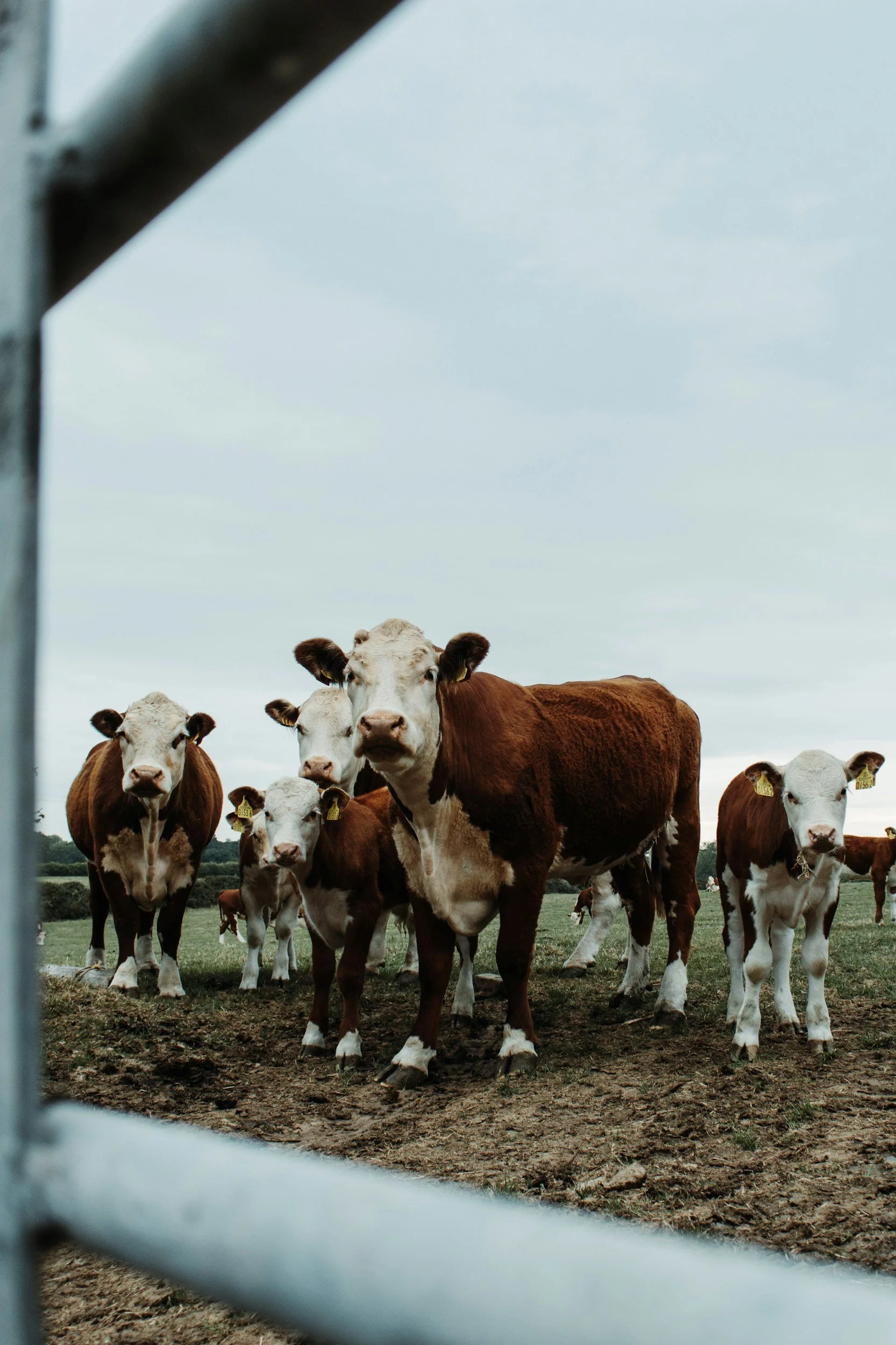 Group of cows standing in a field, viewed through a metal fence.