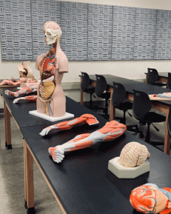 Anatomy classroom featuring plastic muscles and skeleton features