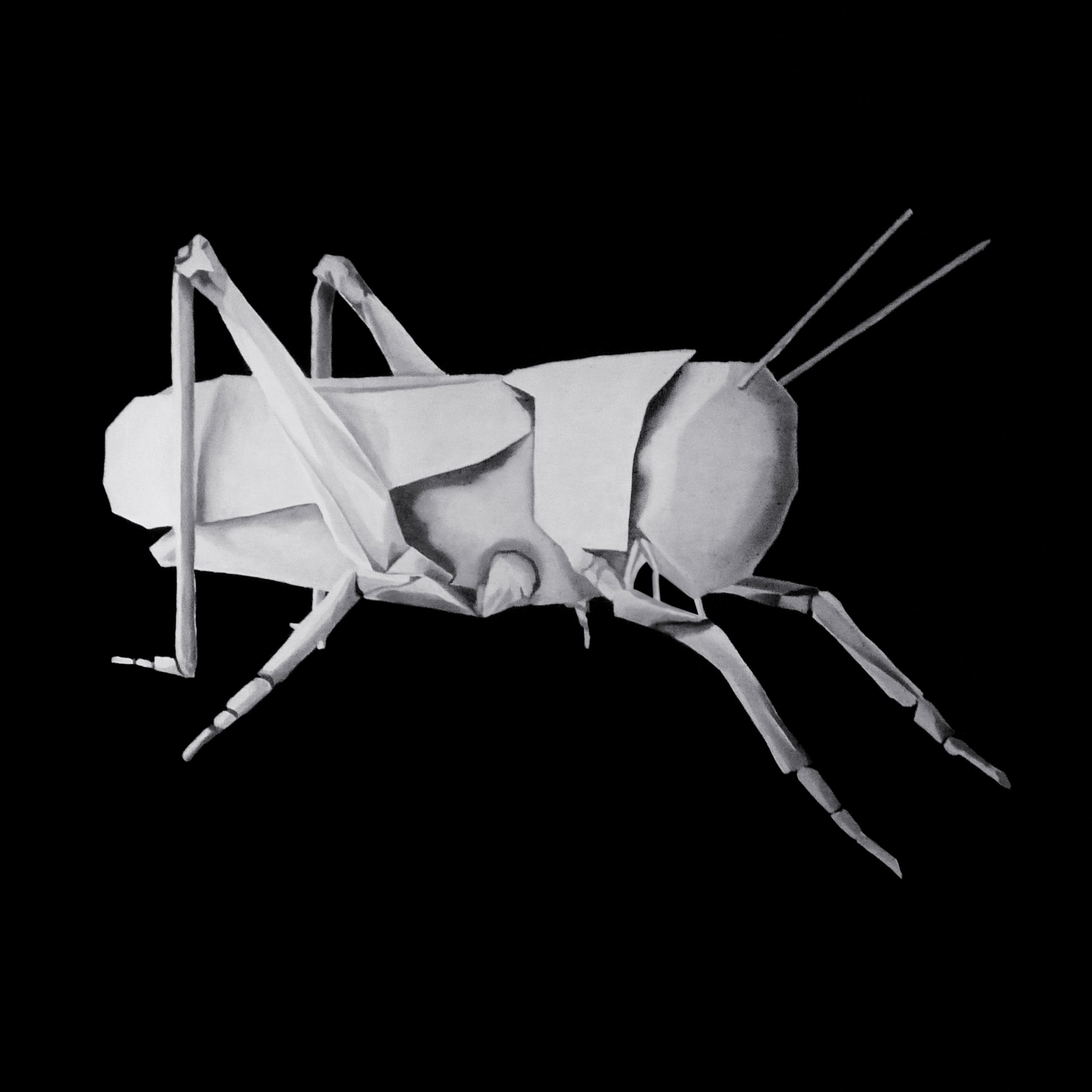 saltamontes-2020.jpg