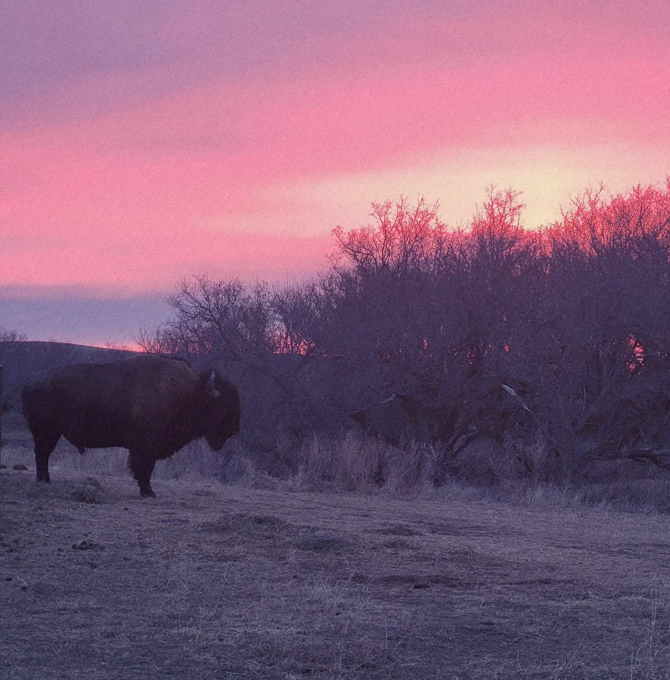 A bison standing in a pasture near trees at sunset with pink and purple sky.