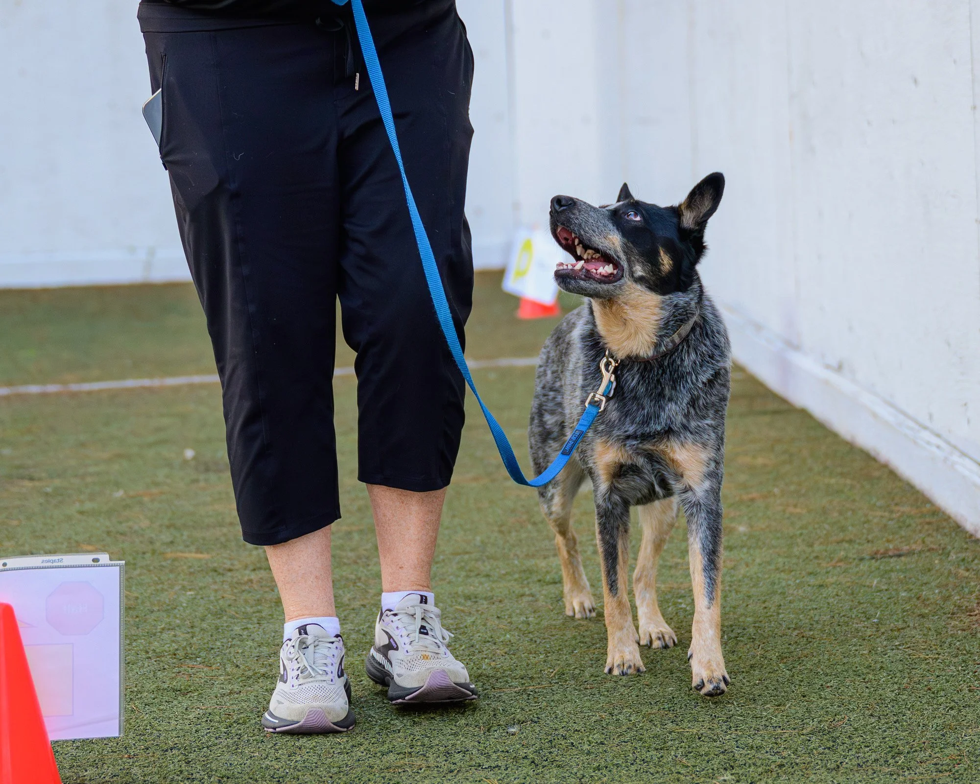 Dublin heeling.JPG