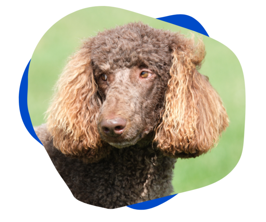 Close-up of a brown poodle with curly ears and a matted face, outdoors on a green background.