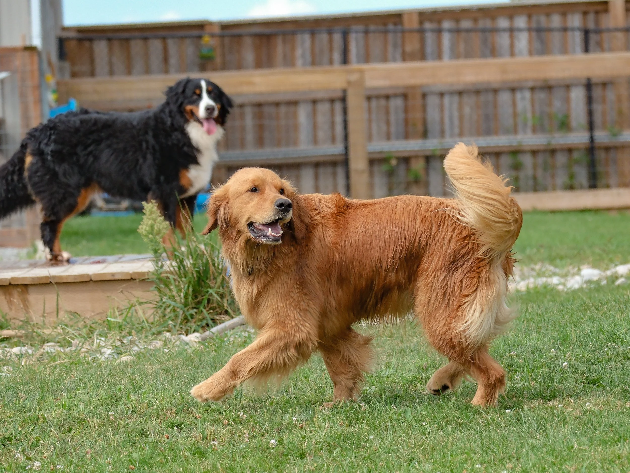 Two dogs, a Bernese Mountain Dog and a Golden Retriever, playing together in a backyard with green grass, a wooden fence, and garden plants.