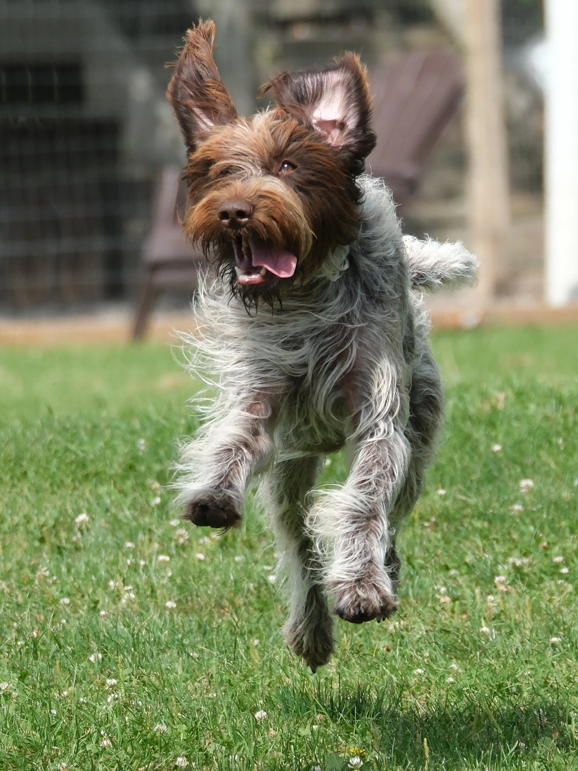 A dog running on a grassy lawn with its ears flopping and mouth open, appearing joyful and energetic.