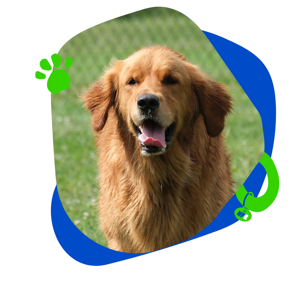 A happy golden retriever dog outdoors on a grassy field.