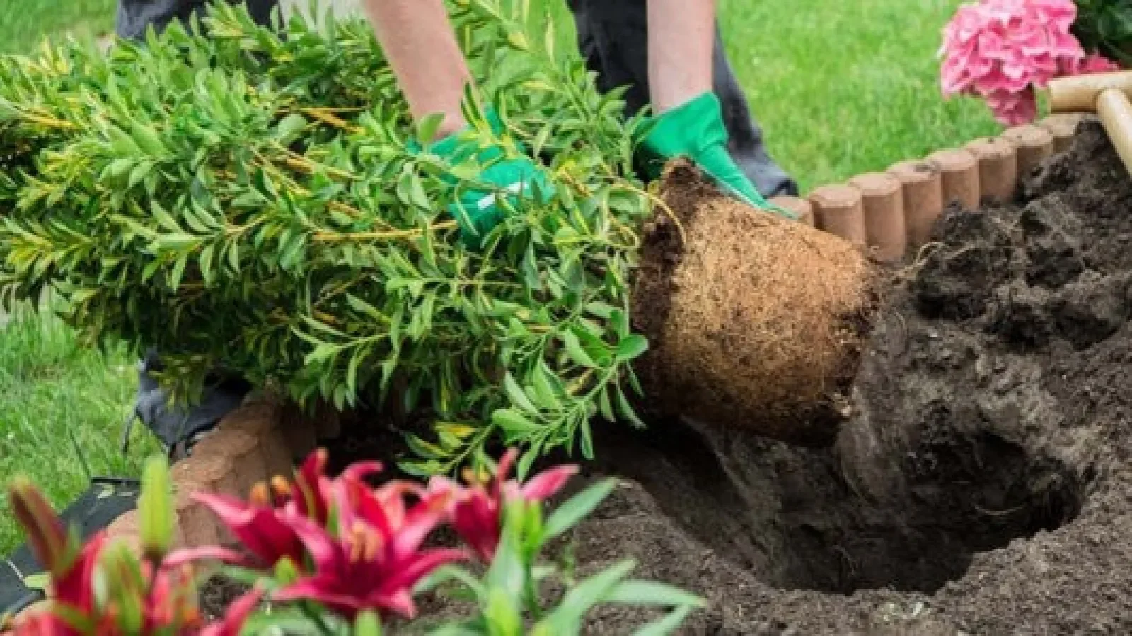 A person planting a shrub into soil with gardening gloves on, surrounded by pink flowers and a grassy yard.