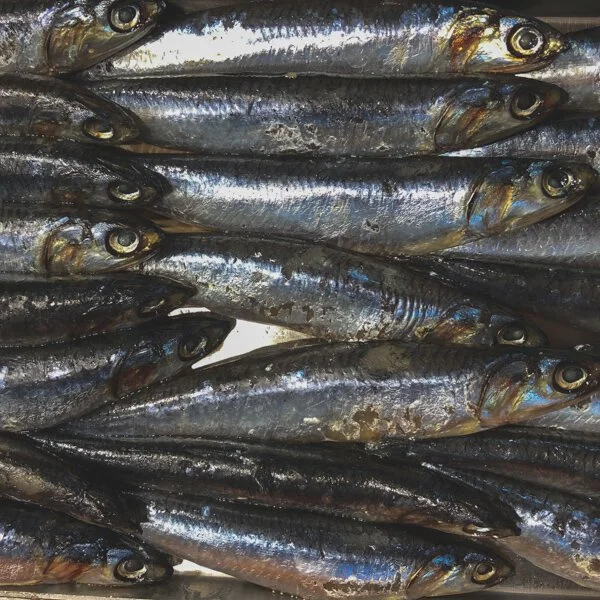 Why Omega-3s Matter So Much with Amber Vitale of Garden of Life