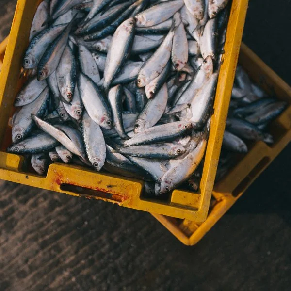 Fish Oil vs Krill Oil: A Conversation with Dr. Mike Smith of Life Extension