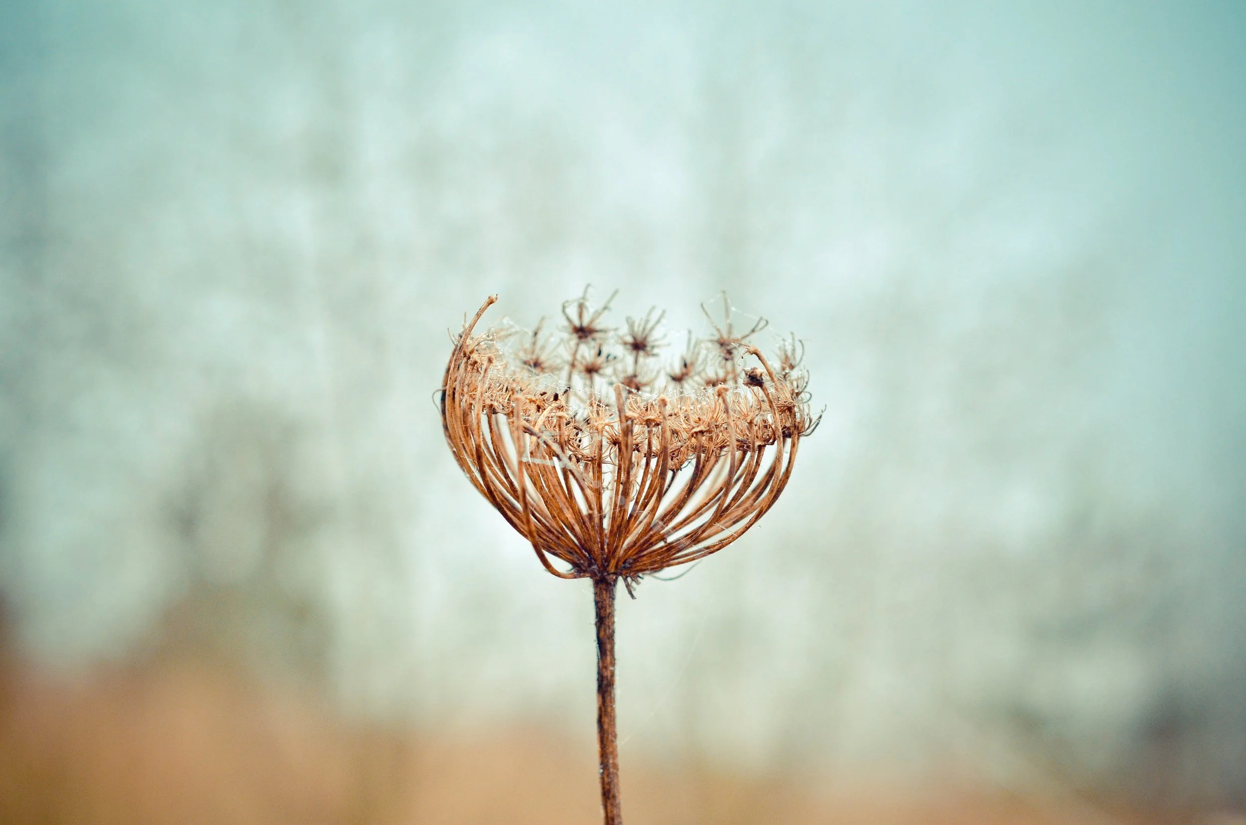 Glyphosate and Leaky Gut: What You Need to Know