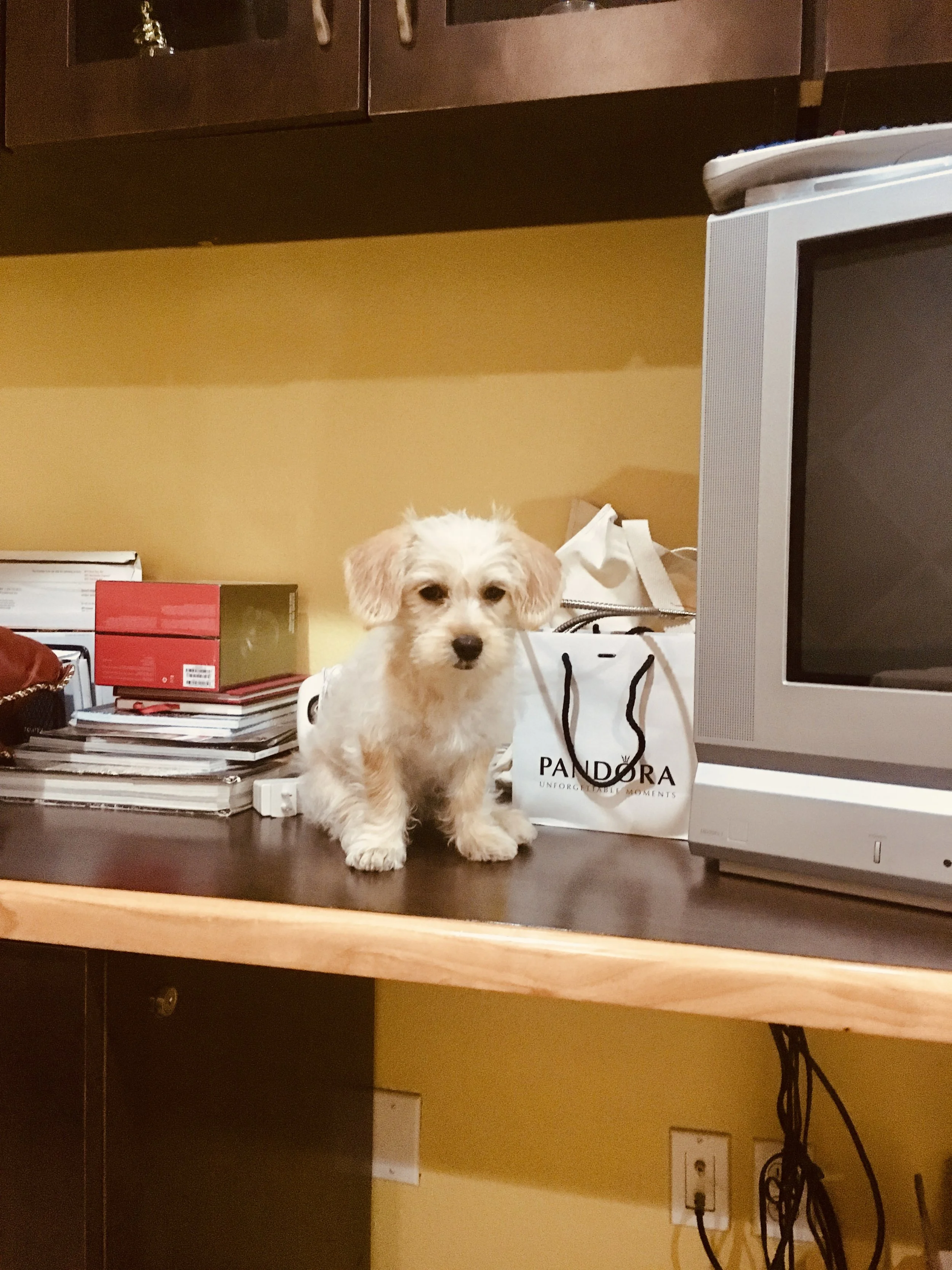 Zoomies, Crimes &amp; Zero Regrets