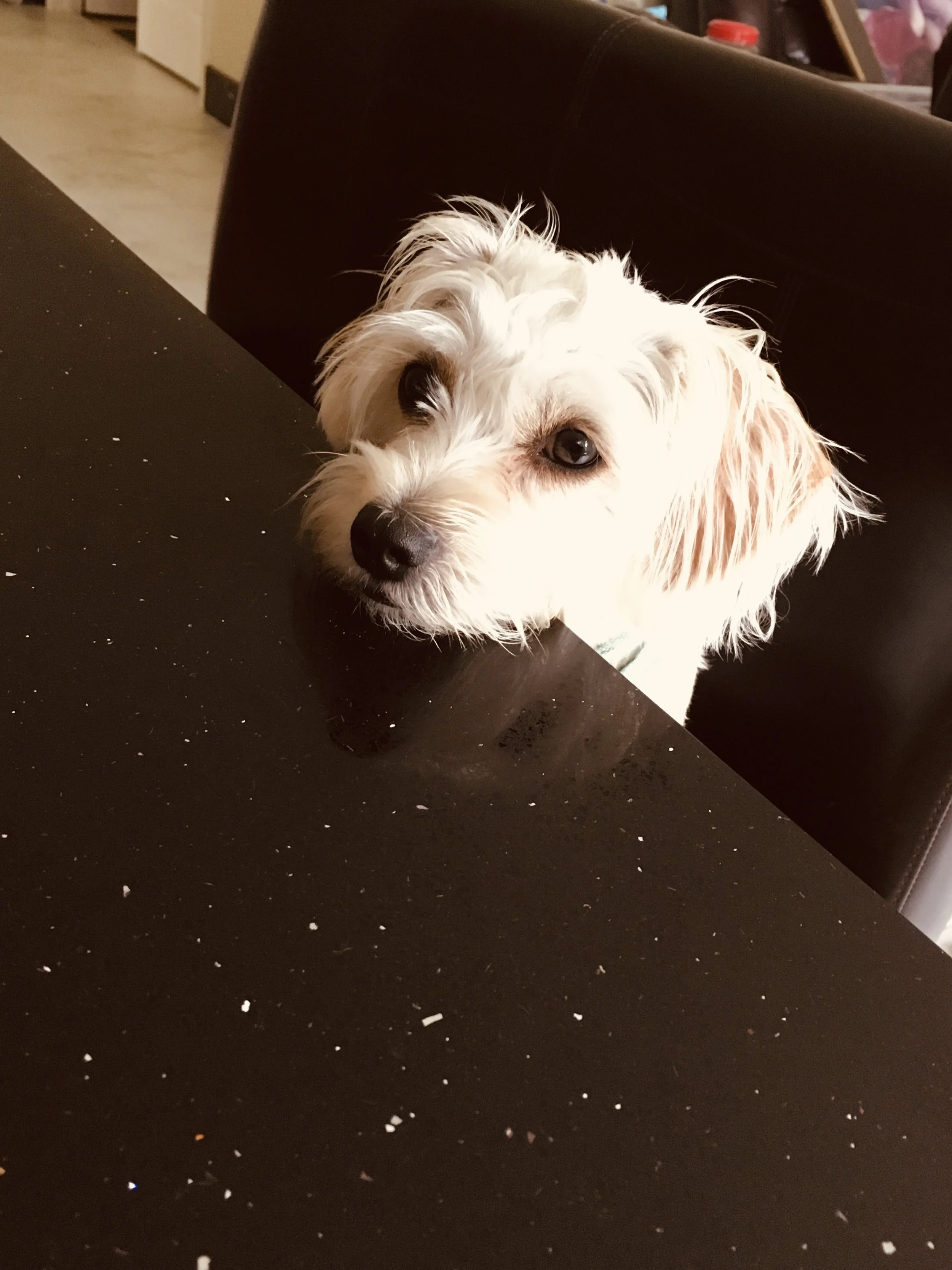 How I Trained My Humans