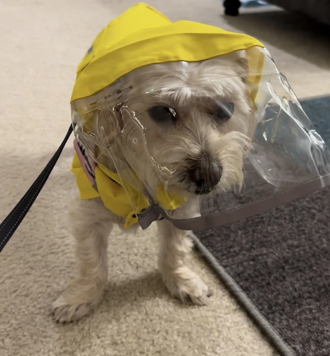 Birthdays, Rain, And My Absolute Disapproval