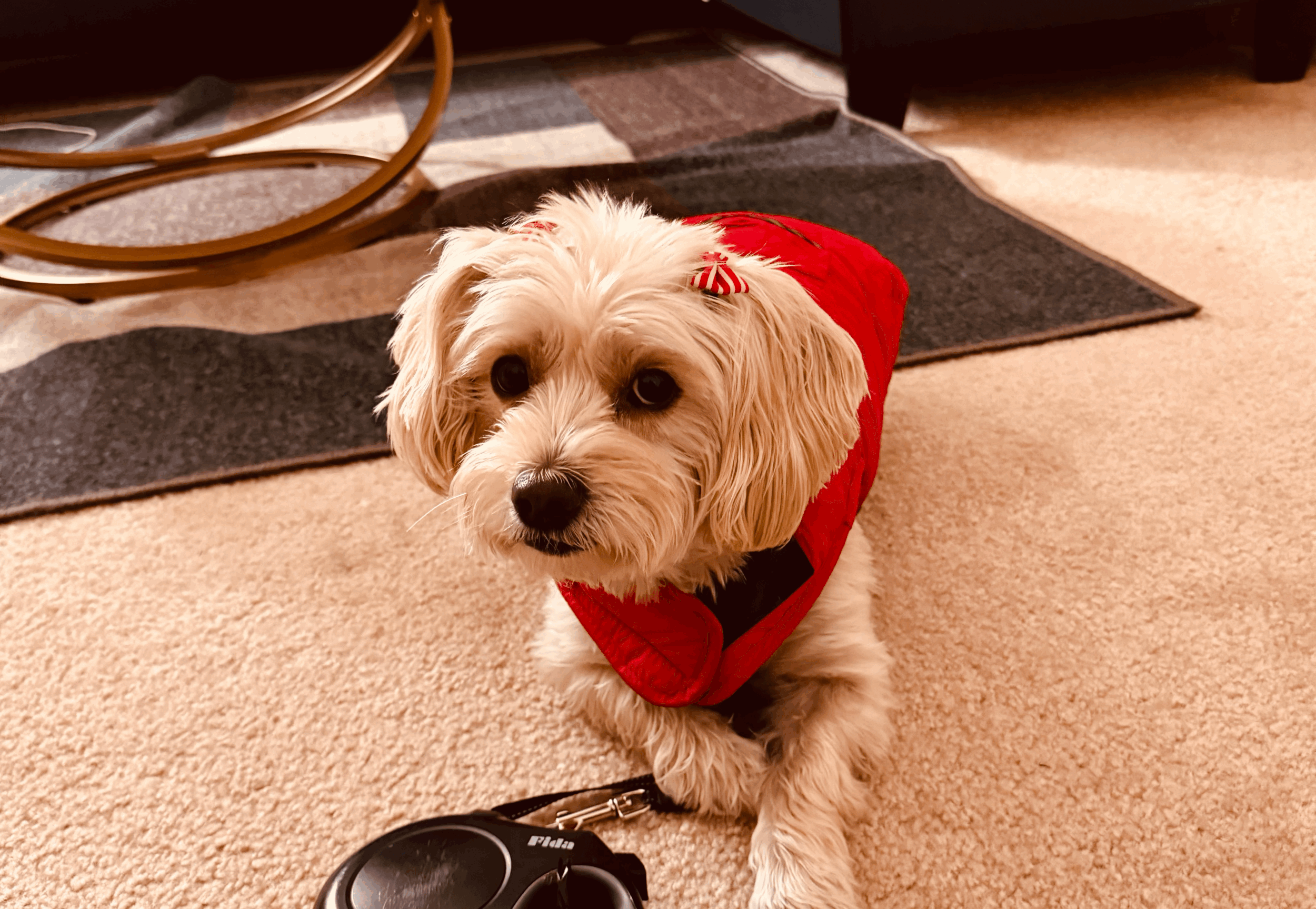 Queen Of The Community