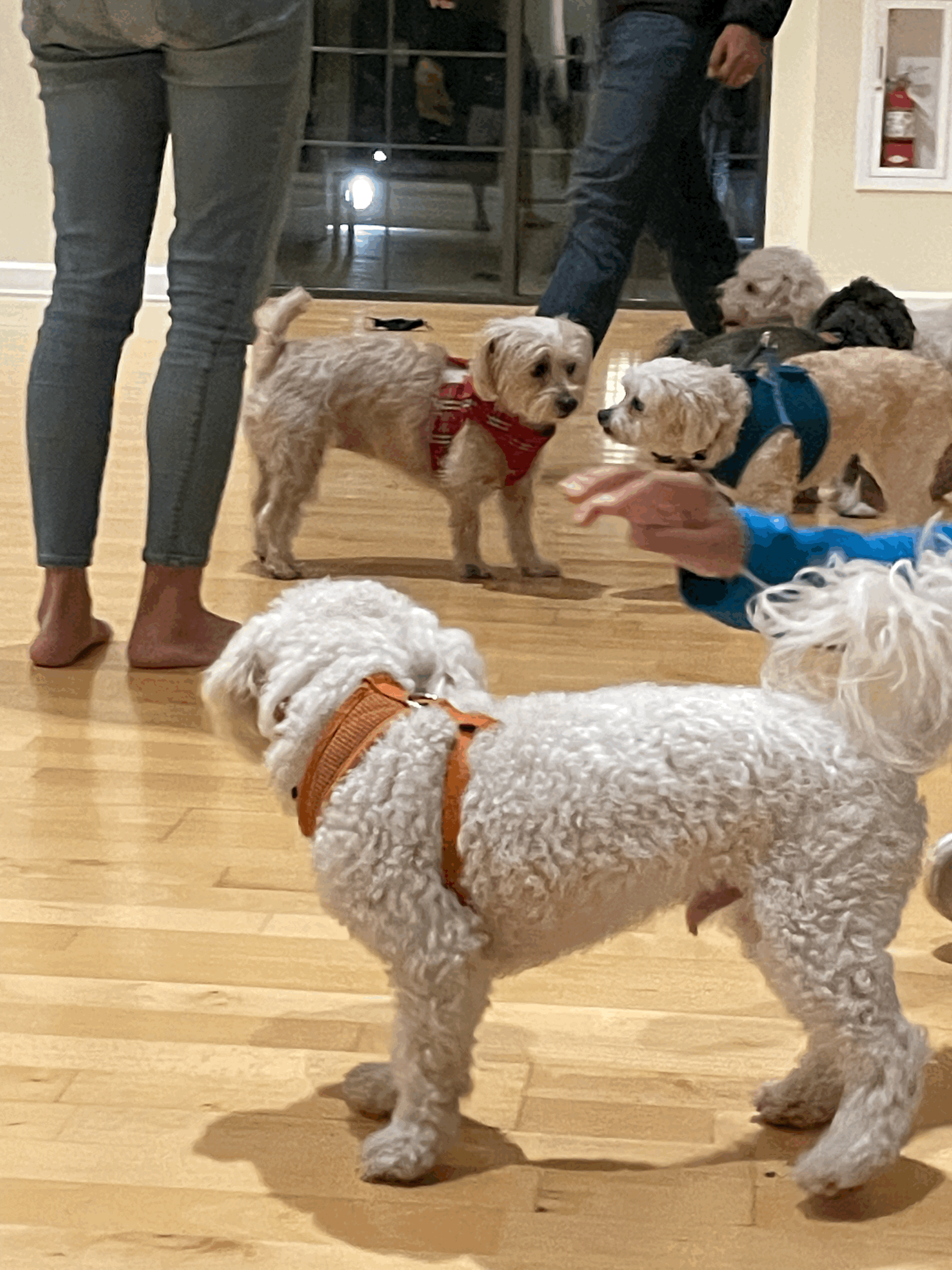 The Dog Parents Club-Fam